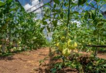 Jak sadzić pomidory w szklarni?