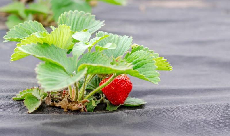 Choroba truskawek: suche liście i plamy na owocach