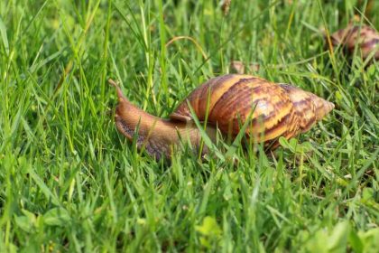 Jak ślimaki w ogrodzie niszczą rośliny: szkodliwy wpływ ślimaków na uprawy roślinne