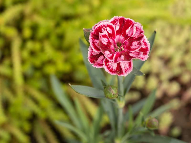 Jak efektywnie uprawiać chińskiego goździka?