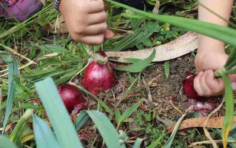 Jak uprawiać cebulę czerwoną w ogrodzie, aby uzyskać soczyste pory