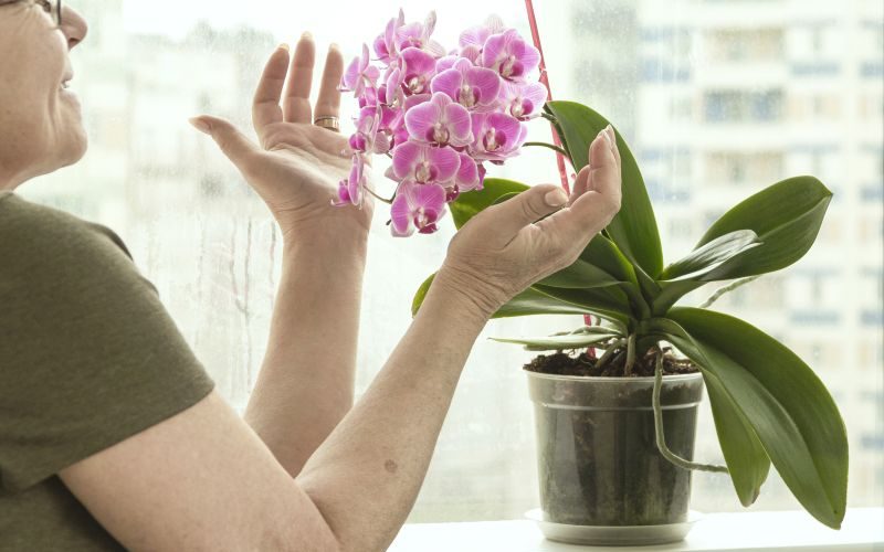 Anginka jako roślina dekoracyjna i terapeutyczna - jak dbać o jej uprawę w domowych warunkach