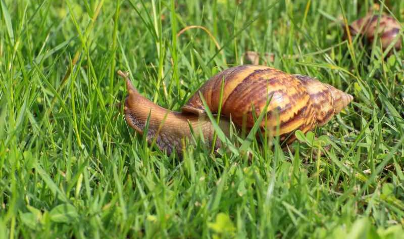 Jak ślimaki w ogrodzie niszczą rośliny: szkodliwy wpływ ślimaków na uprawy roślinne