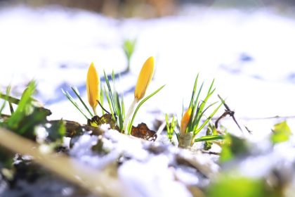 Ochrona roślin przed mrozem: skuteczne metody okrywania na zimę