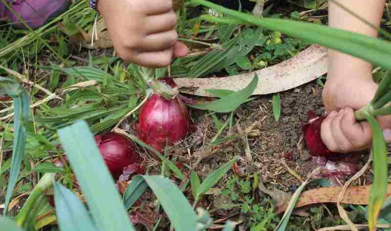 Jak uprawiać cebulę czerwoną w ogrodzie, aby uzyskać soczyste pory