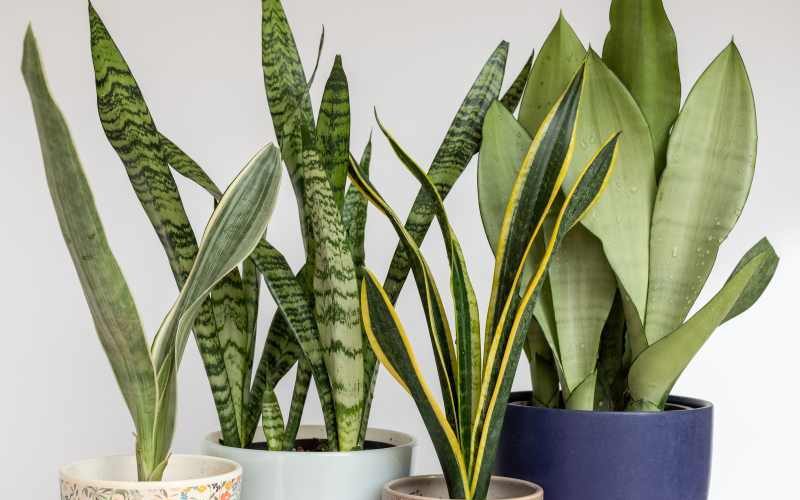 "Rośliny doniczkowe: piękne zielone kwiaty do domu"